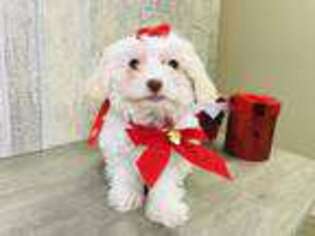 Cavachon Puppy for sale in Waterford, MI, USA