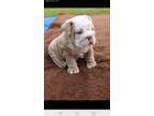 Bulldog Puppy for sale in Pittsville, MD, USA