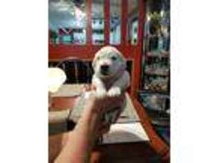 Mutt Puppy for sale in Fostoria, OH, USA