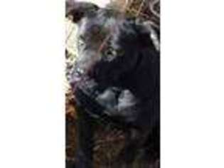 Cane Corso Puppy for sale in Rural Retreat, VA, USA