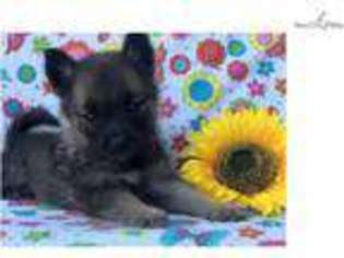 Norwegian Elkhound Puppy for sale in Lancaster, PA, USA