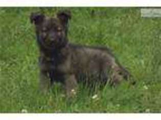 German Shepherd Dog Puppy for sale in Bemidji, MN, USA