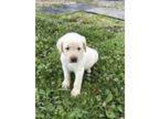 Labrador Retriever Puppy for sale in Holmesville, OH, USA