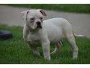 American Bulldog Puppy for sale in Compton, CA, USA