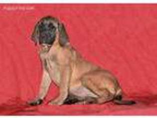 Mastiff Puppy for sale in Millersburg, OH, USA