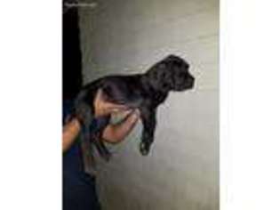 Boerboel Puppy for sale in Mashpee, MA, USA