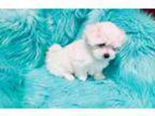 Maltese Puppy for sale in Canton, TX, USA
