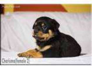 Rottweiler Puppy for sale in Kingdom City, MO, USA