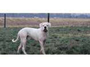 Dogo Argentino Puppy for sale in Woodburn, IN, USA