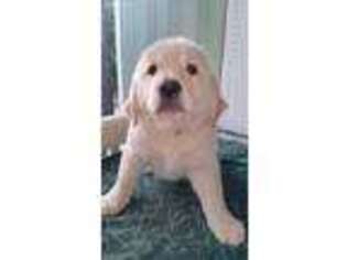 Mutt Puppy for sale in Linden, NC, USA