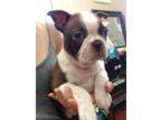Boston Terrier Puppy for sale in Parker, CO, USA