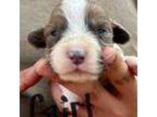 Pembroke Welsh Corgi Puppy for sale in Liberty, TN, USA