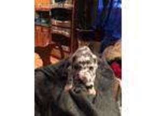Great Dane Puppy for sale in Lewiston, ME, USA