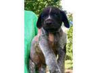 German Shorthaired Pointer Puppy for sale in Notasulga, AL, USA
