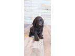 Labradoodle Puppy for sale in Lamar, MO, USA