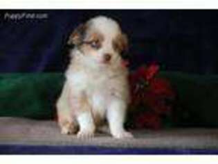 Miniature Australian Shepherd Puppy for sale in Christiana, PA, USA