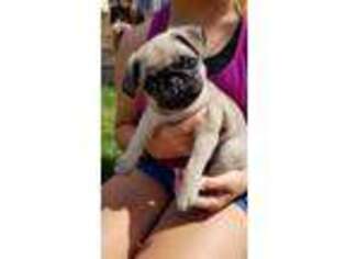 Pug Puppy for sale in Leola, PA, USA