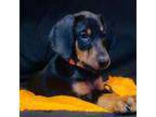 Doberman Pinscher Puppy for sale in Coffee Springs, AL, USA
