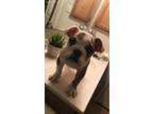 Bulldog Puppy for sale in Donna, TX, USA
