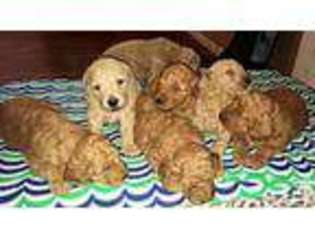 Goldendoodle Puppy for sale in PACIFICA, CA, USA