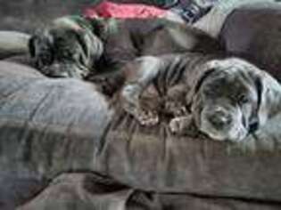 Neapolitan Mastiff Puppy for sale in Bremerton, WA, USA