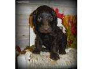 Goldendoodle Puppy for sale in Elizabethville, PA, USA
