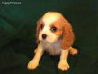 Cavalier King Charles Spaniel Puppy for sale in Evergreen, AL, USA