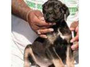 Cane Corso Puppy for sale in North Little Rock, AR, USA