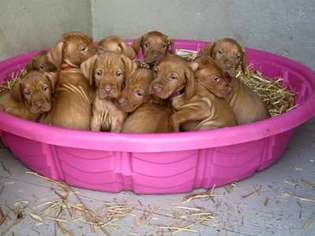 Vizsla Puppy for sale in Shawano, WI, USA