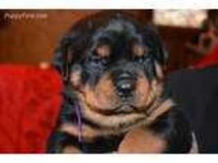 Rottweiler Puppy for sale in Show Low, AZ, USA