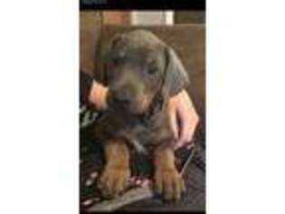 Doberman Pinscher Puppy for sale in Holt, MO, USA