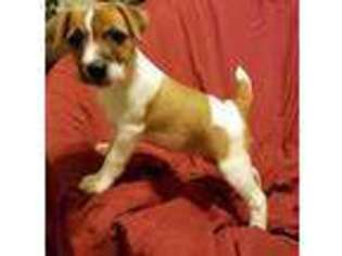 Jack Russell Terrier Puppy for sale in Mansfield, TX, USA