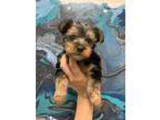 Yorkshire Terrier Puppy for sale in Wesley Chapel, FL, USA