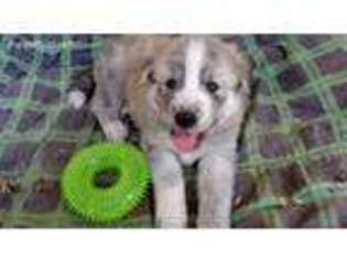 Alaskan Malamute Puppy for sale in Roy, WA, USA