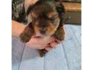 Yorkshire Terrier Puppy for sale in Sebring, FL, USA