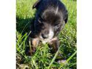 Miniature Australian Shepherd Puppy for sale in Plymouth, IA, USA
