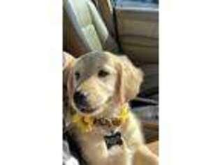 Golden Retriever Puppy for sale in Atherton, CA, USA
