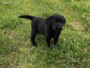 Labrador Retriever Puppy for sale in Bloomfield, KY, USA