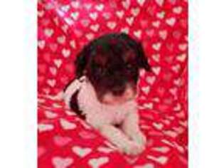 Labradoodle Puppy for sale in Rockford, MI, USA