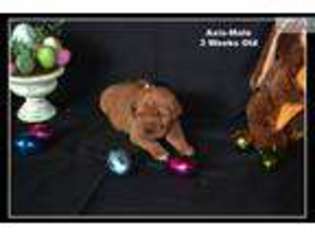Labrador Retriever Puppy for sale in Wausau, WI, USA