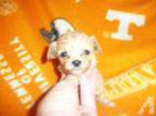 Mutt Puppy for sale in MONTEREY, TN, USA