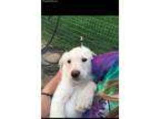Labradoodle Puppy for sale in Sterling, CO, USA