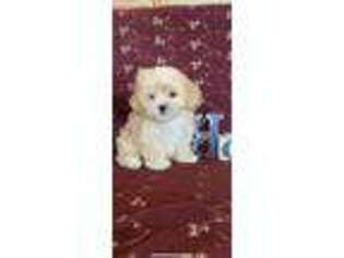 Cavachon Puppy for sale in Dundee, NY, USA