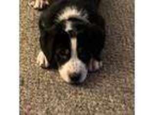 Greater Swiss Mountain Dog Puppy for sale in Colorado Springs, CO, USA