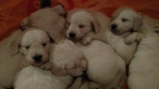 Golden Retriever Puppy for sale in Haslet, TX, USA