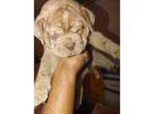 Olde English Bulldogge Puppy for sale in Winston Salem, NC, USA