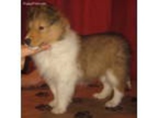 Shetland Sheepdog Puppy for sale in Amissville, VA, USA