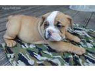 Bulldog Puppy for sale in Sheridan, TX, USA