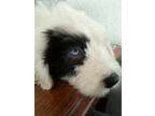Old English Sheepdog Puppy for sale in Saint Cloud, FL, USA