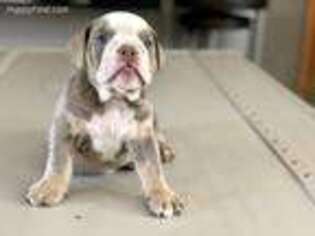 Bulldog Puppy for sale in Spring Valley, CA, USA